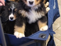 Barbosa/Twitch Puppies &raquo; Twitch and Barbosa Pups